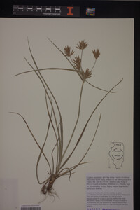 Cyperus esculentus image