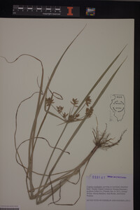 Cyperus esculentus image
