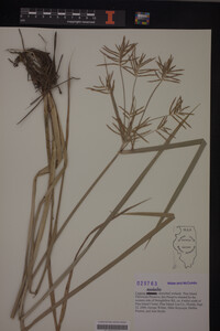 Cyperus esculentus image