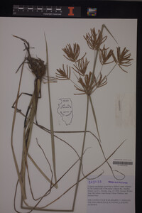 Cyperus esculentus image