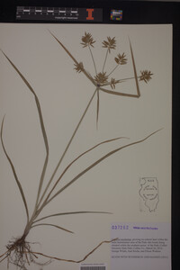 Cyperus esculentus image
