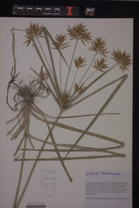 Cyperus esculentus image