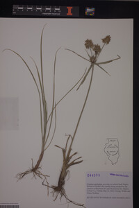 Cyperus esculentus image