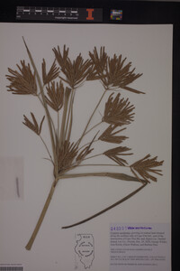 Cyperus esculentus image