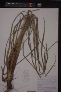 Cyperus esculentus image