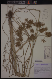 Cyperus esculentus image