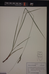 Carex virescens image