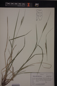 Carex virescens image