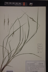 Carex virescens image