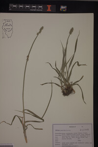 Carex conjuncta image