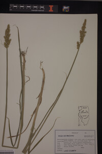 Carex stipata image