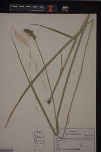 Carex stipata image