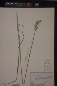 Carex stipata image