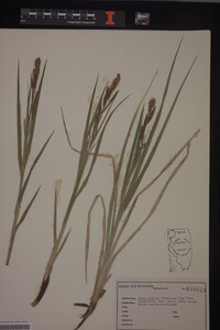Carex stipata image