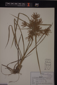 Cyperus esculentus image