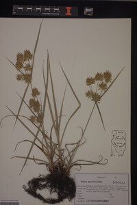 Cyperus strigosus image
