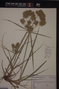 Media resource of Cyperus strigosus