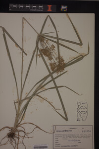 Cyperus esculentus image