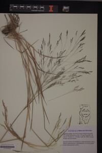 Media resource of Agrostis scabra