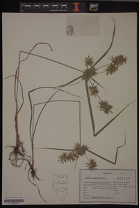 Cyperus strigosus image