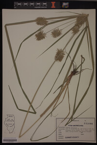 Cyperus strigosus image