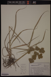 Cyperus strigosus image