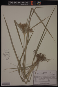 Cyperus esculentus image
