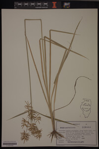Cyperus esculentus image