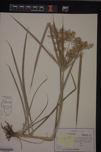 Cyperus esculentus image