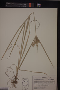 Cyperus esculentus image