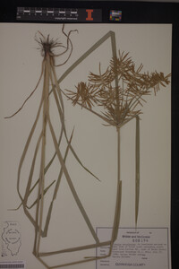 Cyperus esculentus image