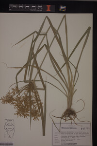 Cyperus esculentus image