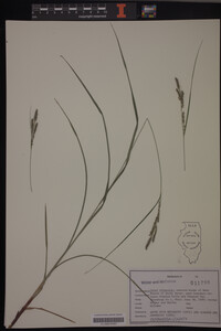Carex virescens image