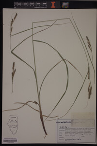 Carex virescens image