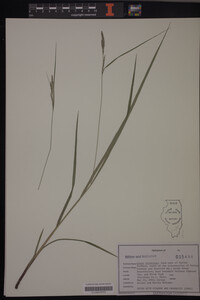 Carex virescens image