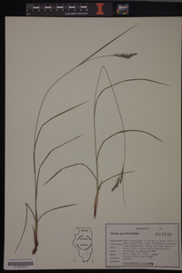 Carex virescens image