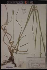 Carex conjuncta image