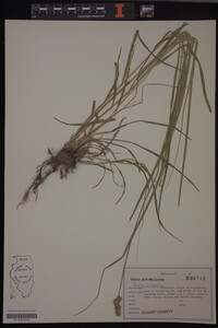 Carex conjuncta image