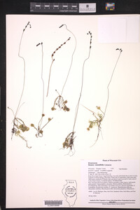 Drosera rotundifolia image