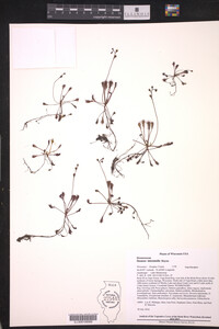 Drosera intermedia image