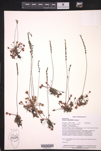 Drosera rotundifolia image