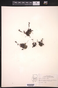 Drosera intermedia image