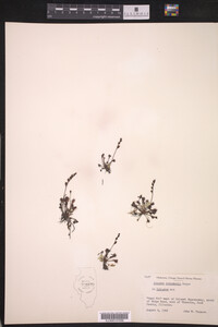 Drosera intermedia image
