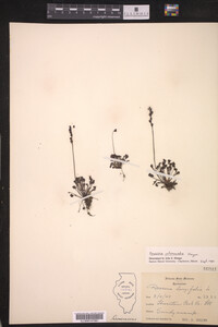 Drosera intermedia image