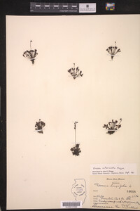 Drosera intermedia image