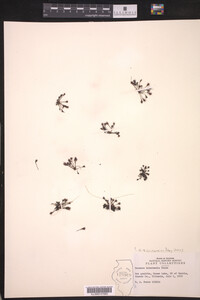 Drosera intermedia image