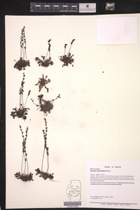Drosera intermedia image