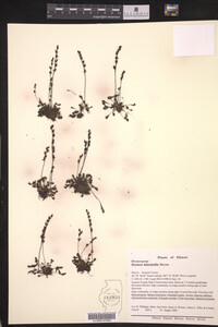 Drosera intermedia image
