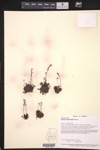 Drosera intermedia image