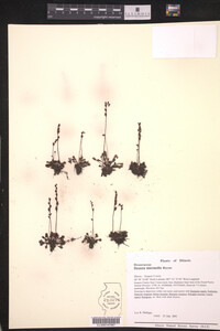 Drosera intermedia image